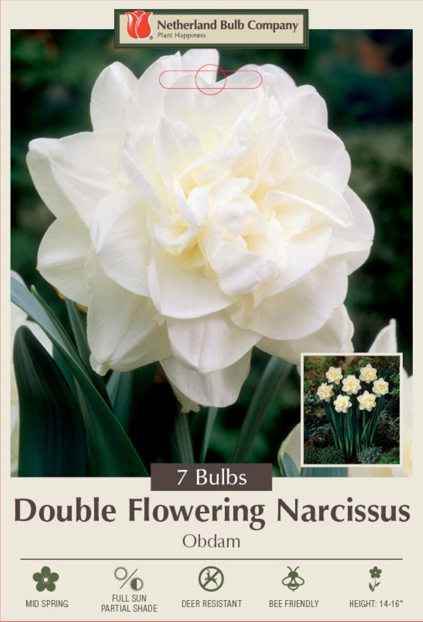 Obdam Double Flowering Narcissus/Daffodil - 14/16 cm - 7 Bulbs